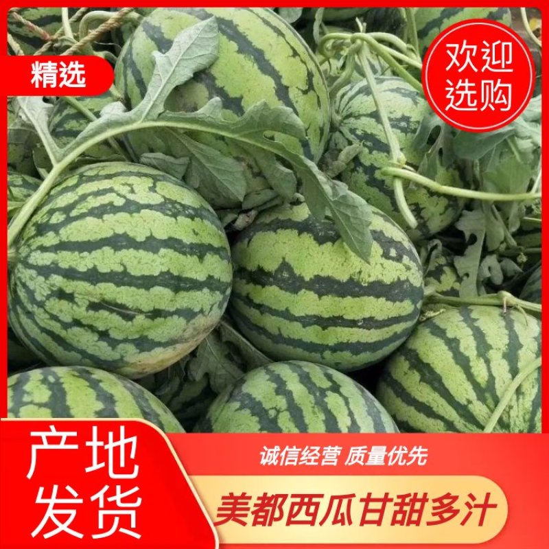 安徽，精品美都大量上市。量大从优，头茬精品。欢迎进店。