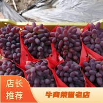 北镇暖棚茉莉香大量上市颗粒饱满色泽艳丽串行好糖度高备货快