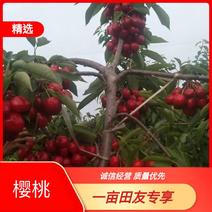 陕西大荔大棚樱桃上市，品质优，种类多多，货源足！