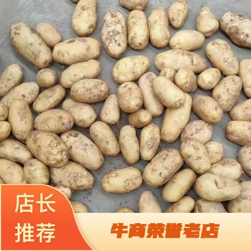 土豆山东优质荷兰土豆产地一手货源常年供应品
