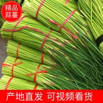 【蒜薹】精品杂交蒜薹50到60货源充足产地直发