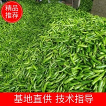 河南青皮尖椒，大量上市，千亩基地，全国