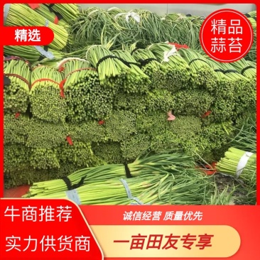 陕西大荔蒜薹，60-70。板板车的**