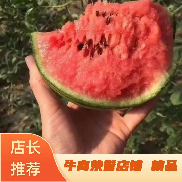 [早春红玉批发]安徽宿州砀山县西瓜 0.80元/斤安徽西瓜早春红 _ 一亩田