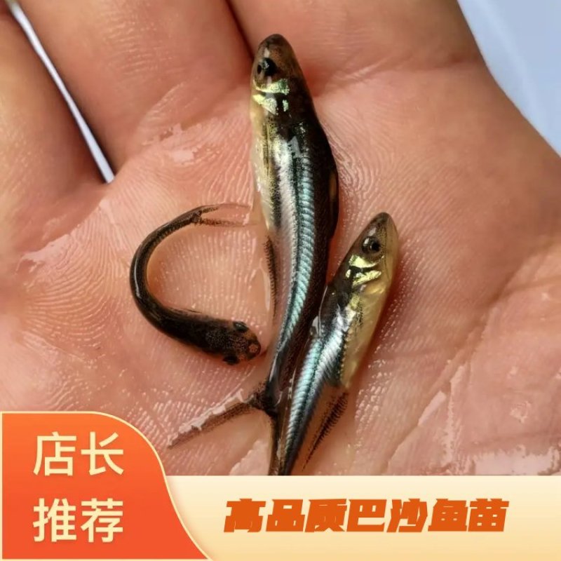 巴沙鱼苗沙鱼苗越南巴沙鱼苗塘口直发全国发货