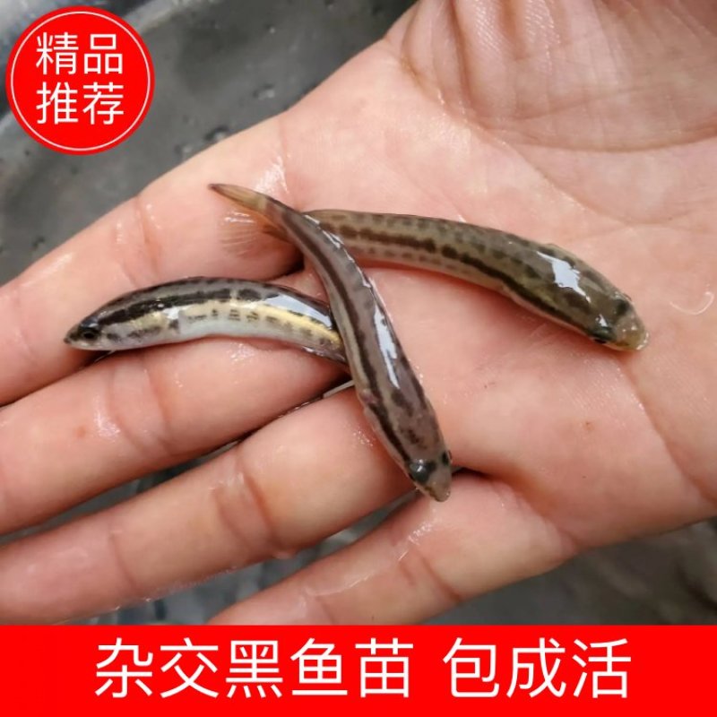 【量大优惠】黑鱼苗木鱼苗生鱼苗杂交黑鱼苗黑芝麻水花