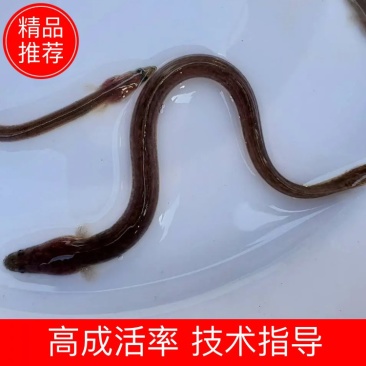 鳗鱼苗日本鳗鱼苗花鳗鱼苗鳝鱼苗白鳝鱼苗