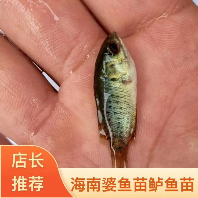 攀鲈鱼苗海南婆鱼苗广西兵鱼苗铁甲鱼苗欢迎选购