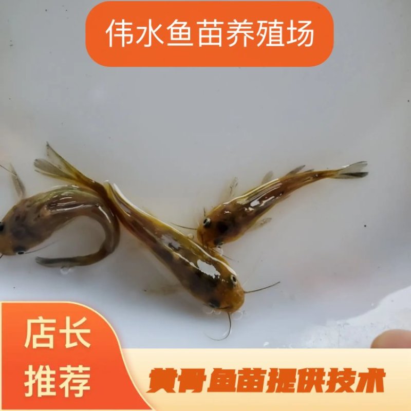 黄骨鱼苗黄颡鱼苗黄蜂角鱼苗全雄黄骨鱼苗杂交黄骨