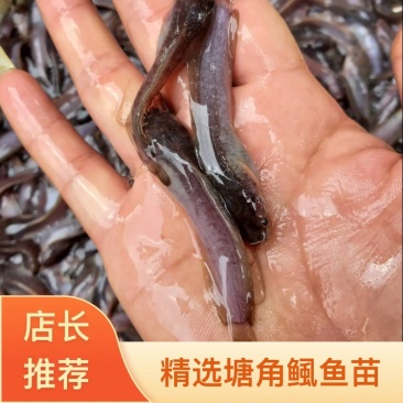 塘鲺鱼苗快大种塘鲺鱼苗塘角鱼苗本地塘鲺鱼苗