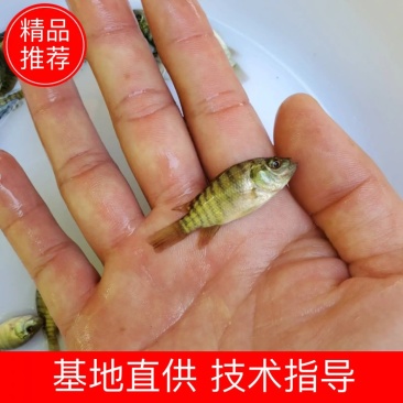 罗非鱼苗青吉富罗非鱼苗单性罗非鱼苗罗非鱼