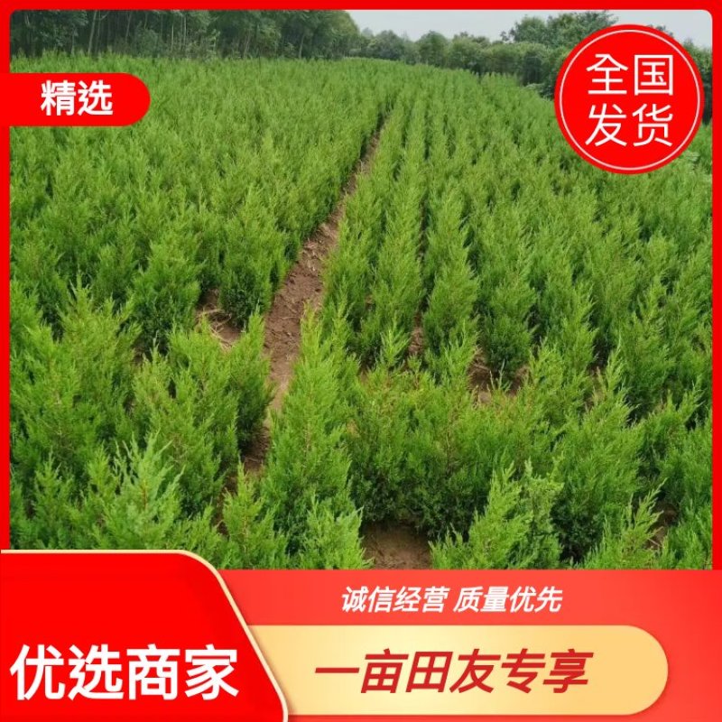 40公分塔柏价格50公分塔柏基地到1米均有货出售四季常青