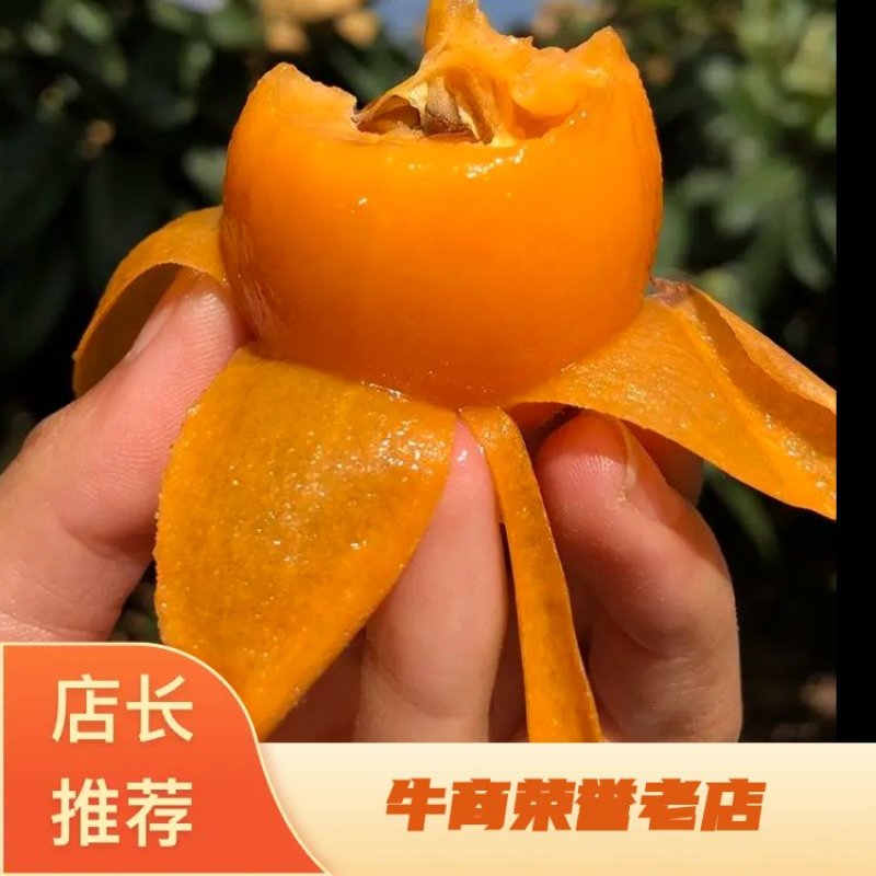 【实力商家】精选枇杷大量供应甜度高水分足品质保证