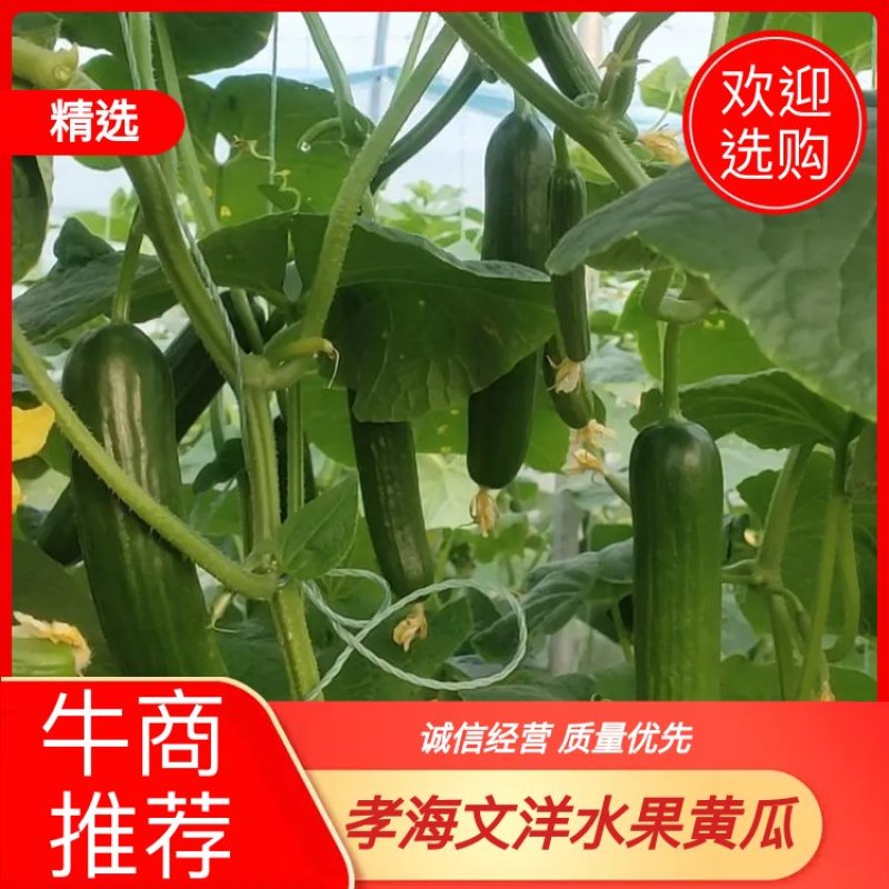 孝海文洋【优质】水果黄瓜，大量上市中，可常年供应精品水果黄瓜