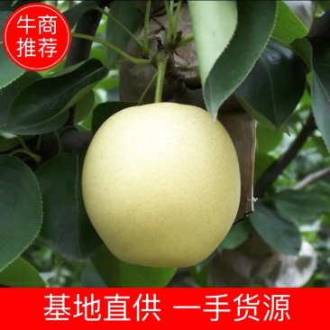 【优选精品】皇冠梨货源充足，全国代发现摘现发