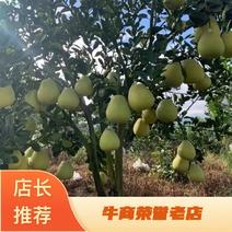 【精品】西双版纳东试早白柚，一手货源，产地直发