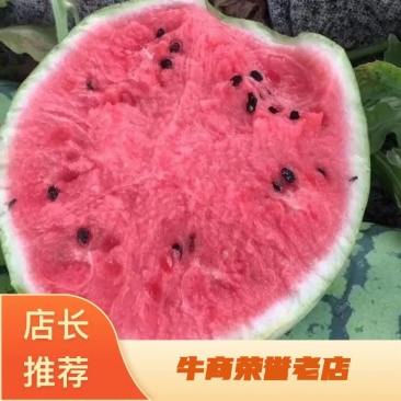 大量供应盐城东台有籽美都，嘉年华5号8424