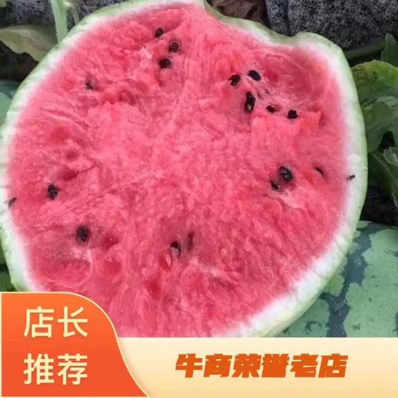 大量供应盐城东台有籽美都，嘉年华5号8424