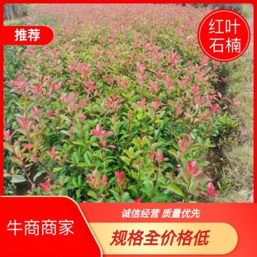 【优选】红叶石楠绿化苗木基地直发量大从优工程苗木