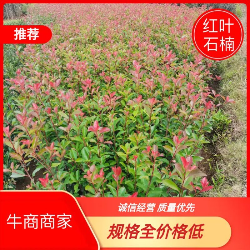 【优选】红叶石楠绿化苗木基地直发量大从优工程苗木