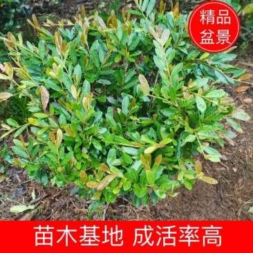 【牛商推荐】中华文木小苗色块和工程小苗规格齐全