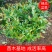 【牛商推荐】中华文木小苗色块和工程小苗规格齐全