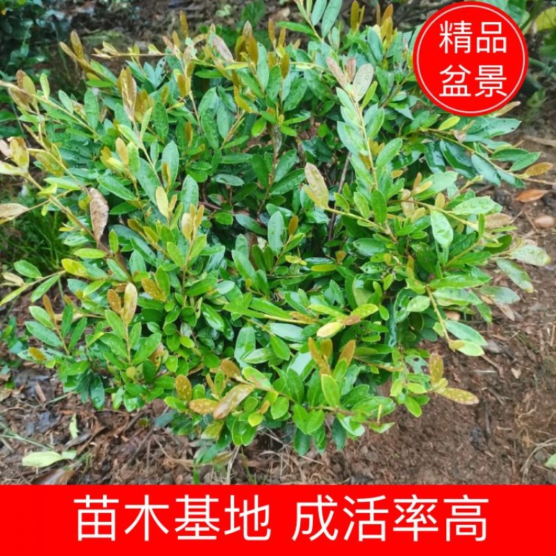 【牛商推荐】中华文木小苗色块和工程小苗规格齐全