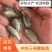 【推荐】鲫鱼苗中科三号五号提供技术抗病能力强成型快
