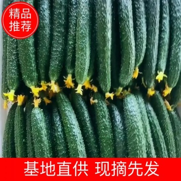 河南黄瓜密刺黄瓜，滑县产地直供，视频看货现摘现发