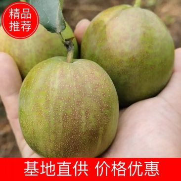 红香酥大量有货批发电商团购市场商超颜色漂亮，口感脆甜
