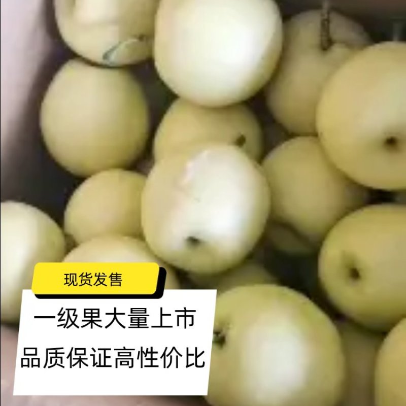最新皇冠梨库存量，价格分析，走量趋势，装货量