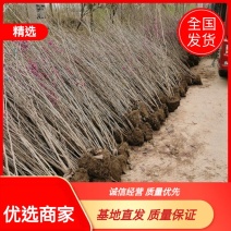 【优选】丛生紫荆1米8高到2米5各种规格丛生紫荆基地批发