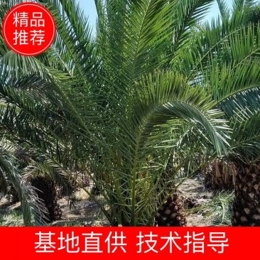 开封市通许县新建种植家庭农场加拿利海枣蒲葵棕榈
