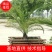 开封市通许县新建种植家庭农场批发零售成活率高死苗补发