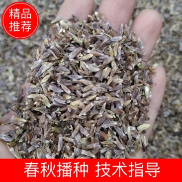 出售新产苍术种子朱砂点苍术籽苍术籽春秋播种