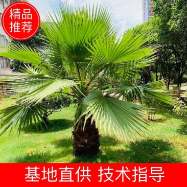 【质优价廉】自家种植家庭农场批发零售加拿利海枣一手货源