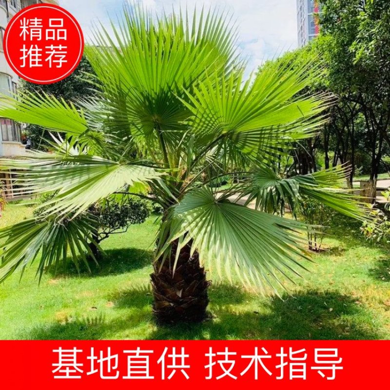 【质优价廉】自家种植家庭农场批发零售加拿利海枣一手货源