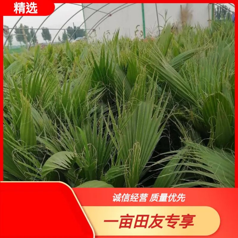 【产地批发】家庭农场批发零售老人葵.蒲葵，根系发达质优
