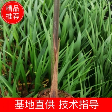 【代发全国】开封精品椰子树苗批发零售布迪椰子
