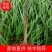 【代发全国】开封精品椰子树苗批发零售布迪椰子