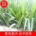【自产自销】开封市加拿利海枣30~50cm量大从优品