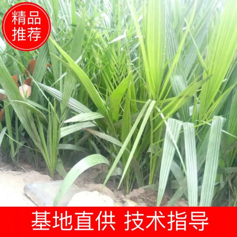 【自产自销】开封市加拿利海枣30~50cm量大从优品