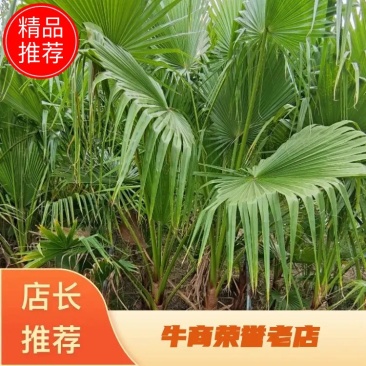 【一手货源】产地批发精品棕榈树一手货源质优价廉耐寒