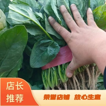 菠菜大叶菠菜河南菠菜大量现货规格齐全来电议价