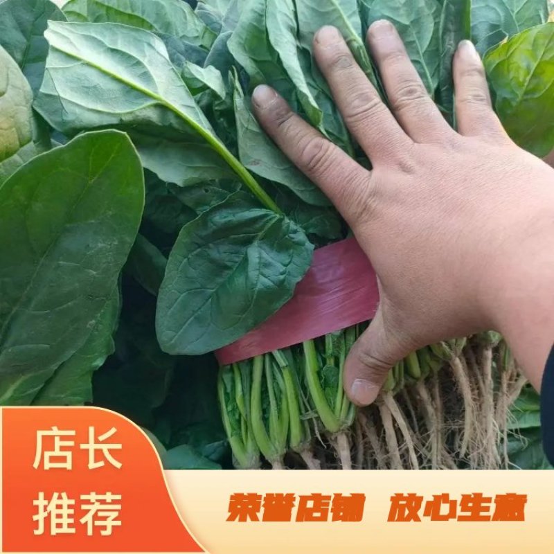 菠菜大叶菠菜河南菠菜大量现货规格齐全来电议价
