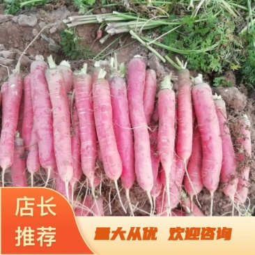 称杆红萝卜，货量大，长年供应各大批发市场，电商，超市。