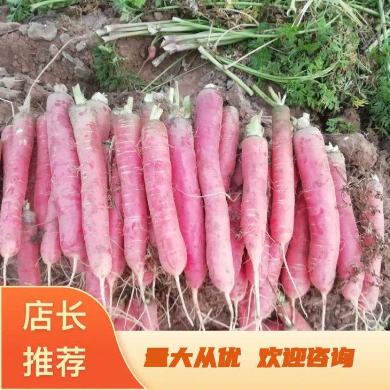 称杆红萝卜，货量大，长年供应各大批发市场，电商，超市。