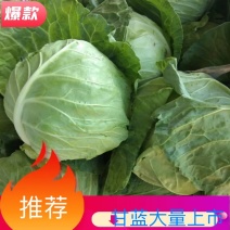 河南甘蓝精品包菜洋白菜个头匀称正值上市高峰价格平稳