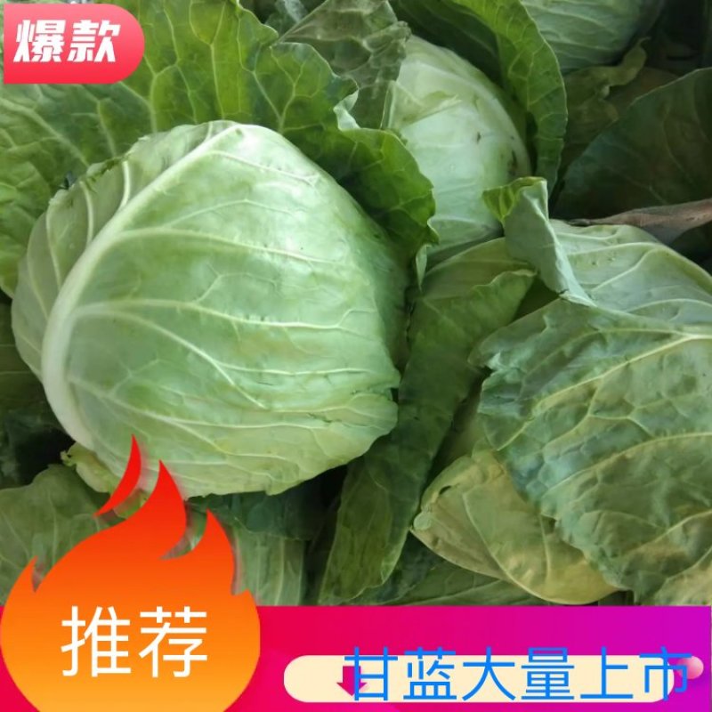 河南甘蓝精品包菜洋白菜个头匀称正值上市高峰价格平稳