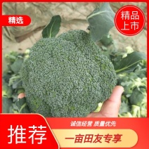 河南精品西蓝花，小米粒，保质保量，大量上货，货量充足